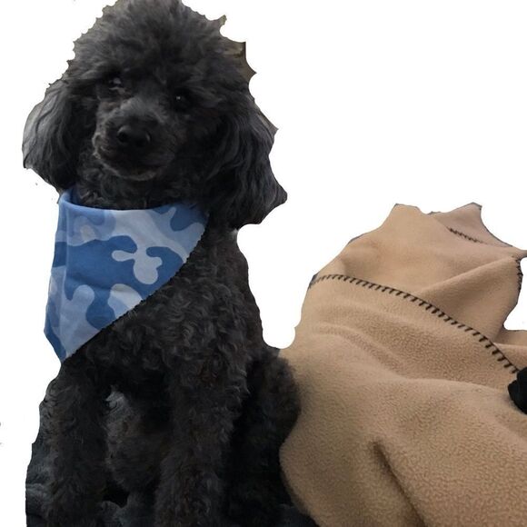 Dog Handkerchief Set of Two Blue Small Toy - Picture 10 of 12